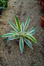 Agave americana variegata ( Agava variegata )