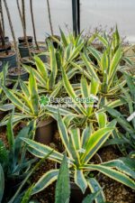 Agave americana variegata ( Agava variegata ) - imagine 2