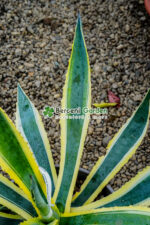 Agave americana variegata ( Agava variegata ) - imagine 3