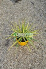 Yucca filamentosa Color Guard ( Acul lui Adam alba )