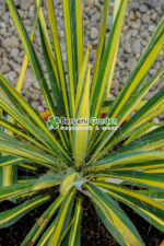 Yucca filamentosa Color Guard ( Acul lui Adam alba ) - imagine 2