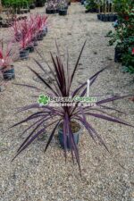 Cordyline Red Star ( Palmierul de varza rosu )