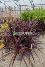 Cordyline Red Star ( Palmierul de varza rosu ) - imagine 2