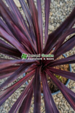 Cordyline Red Star ( Palmierul de varza rosu ) - imagine 3