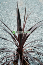 Cordyline Red Star ( Palmierul de varza rosu ) - imagine 4