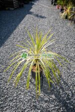 Cordyline australis Torbay Dazzler ( Palmierul de varza Torbay Dazzler )