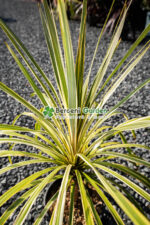 Cordyline australis Torbay Dazzler ( Palmierul de varza Torbay Dazzler ) - imagine 2