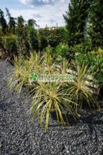 Cordyline australis Torbay Dazzler ( Palmierul de varza Torbay Dazzler ) - imagine 3