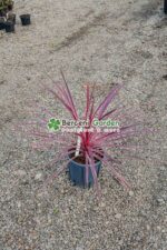 Cordyline australis Carlie Boy ( Palmierul de varza Carlie Boy )