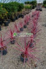 Cordyline australis Carlie Boy ( Palmierul de varza Carlie Boy ) - imagine 2