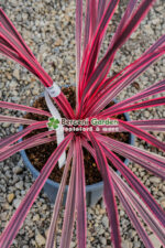 Cordyline australis Carlie Boy ( Palmierul de varza Carlie Boy ) - imagine 3