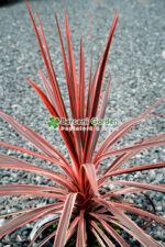 Cordyline australis Carlie Boy ( Palmierul de varza Carlie Boy ) - imagine 4