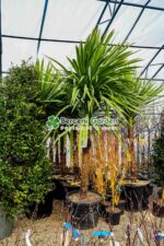 Cordyline australis ( Palmierul de varza )