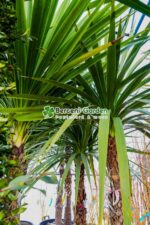 Cordyline australis ( Palmierul de varza ) - imagine 2