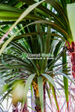 Cordyline australis ( Palmierul de varza ) - imagine 3