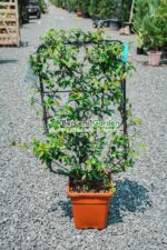 Trachelospermum Jasminoides Spalier ( Iasomie stelara pe spalier )