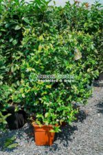 Trachelospermum Jasminoides Spalier ( Iasomie stelara pe spalier ) - imagine 2