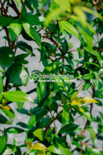 Trachelospermum Jasminoides Spalier ( Iasomie stelara pe spalier ) - imagine 3