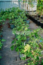 Ficus carica ( Smochin comun )