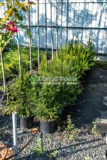 Taxus Baccata ( Tisa ) - imagine 2