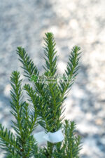 Taxus Media Hillii ( Tisa Hillii ) - imagine 2