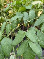 Acer Negundo ( Artar American )