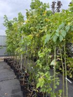 Acer Negundo ( Artar American ) - imagine 2