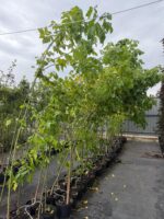 Acer Negundo ( Artar American ) - imagine 3