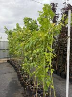 Acer Negundo ( Artar American ) - imagine 4