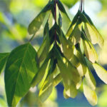 Acer Negundo ( Artar American ) - imagine 5