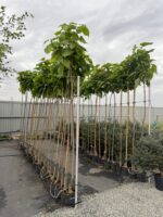 Catalpa Bignonioides Nana PA ( Catalpa ) - imagine 3