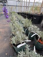 Lavandula angustifolia Blue Scent ( Lavanda englzeasca Blue )