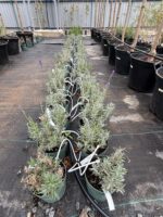 Lavandula angustifolia Blue Scent ( Lavanda englzeasca Blue ) - imagine 2
