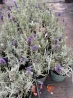 Lavandula angustifolia Blue Scent ( Lavanda englzeasca Blue ) - imagine 3