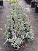 Lavandula angustifolia Blue Scent ( Lavanda englzeasca Blue ) - imagine 4