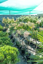 Hydrangea paniculata STAM PA ( Hortensie panicula pomisior STAM ) - imagine 3