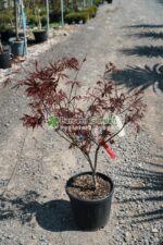 Acer palmatum ATROPURPUREUM ( Artar japonez cu frunze rosii )