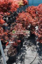 Acer palmatum ATROPURPUREUM ( Artar japonez cu frunze rosii ) - imagine 2