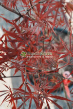 Acer palmatum ATROPURPUREUM ( Artar japonez cu frunze rosii ) - imagine 3