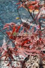 Acer palmatum ATROPURPUREUM ( Artar japonez cu frunze rosii ) - imagine 4