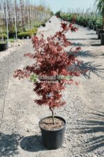 Acer palmatum FIREGLOW ( Artar japonez FIREGLOW )