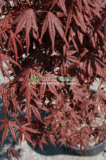 Acer palmatum FIREGLOW ( Artar japonez FIREGLOW ) - imagine 2