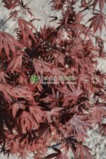 Acer palmatum FIREGLOW ( Artar japonez FIREGLOW ) - imagine 3