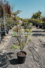 Acer palmatum var.
