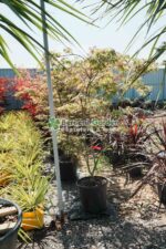 Acer palmatum var. - imagine 2