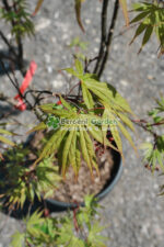 Acer palmatum var. - imagine 3