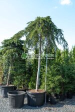 Cedrus deodara Pendula PA ( Cedru himalayan pendular )