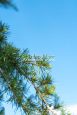 Cedrus deodara Pendula PA ( Cedru himalayan pendular ) - imagine 2
