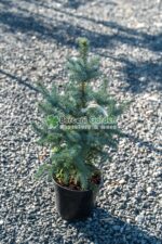 Picea Pungens Glauca ( Molid Argintiu )