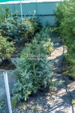 Picea Pungens Glauca ( Molid Argintiu ) - imagine 2